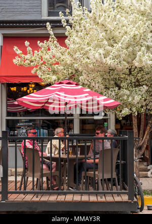 Flowering Cherry Blossom tree ; Prunus courants ; restaurant et café ; Salida, Colorado, USA Banque D'Images