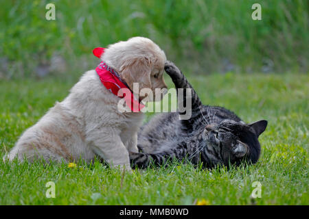 Cute chiot Golden Retriever et chat tigré jouent ensemble dans l'herbe. Banque D'Images