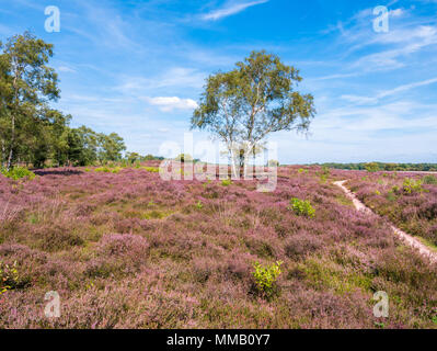 Les gens qui marchent, bouleau, chemin et purple heather en fleurs dans la nature réserver Zuiderheide in het Gooi, Noord-Holland, Banque D'Images