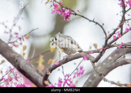 La photo en gros plan d'une mésange oiseau perché sur une branche d'arbre en fleurs de red bud. Banque D'Images