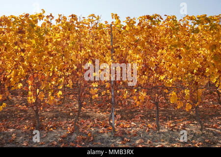 Vignoble, rangée de vigne en automne avec des feuilles jaunes dans une journée ensoleillée Banque D'Images