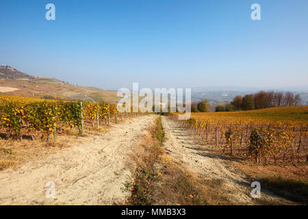 Vignes en automne avec des feuilles jaunes dans une journée ensoleillée et frontière entre deux champs Banque D'Images