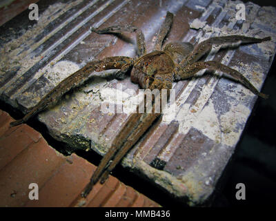 Phoneutria (errance brésilien armadeira, spider) sur un tas de briques, également connu sous le nom de l'araignée banane Banque D'Images