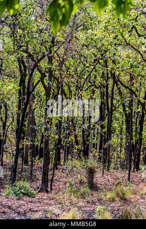 Forêt de Sal Arbres, Shorea robusta, également connu sous le nom d'arbres shala ou sakhua, Bandhavgarh National Park, district Umaria, Madhya Pradesh, Inde Banque D'Images