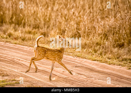 Les jeunes cerfs tachetés ou Chital sauvage fawn, Axis axis, courir, sauter, dans Bandhavgarh National Park, Madhya Pradesh, Inde Banque D'Images