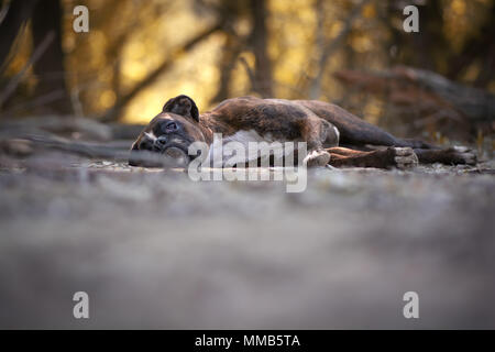 Boxer dog portant sur le terrain dans la forêt Banque D'Images