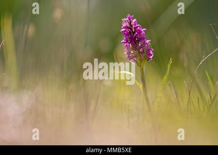 Dactylorhiza majalis orchid Banque D'Images