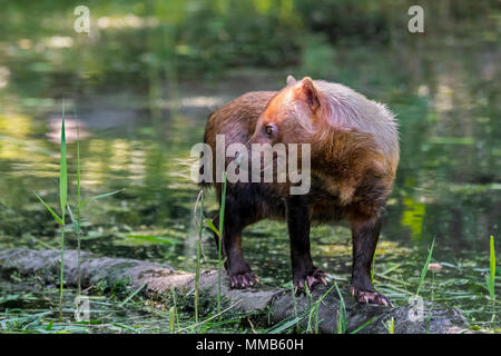 Speothos venaticus chien Bush (canidés) originaire d'Amérique centrale et du Sud, debout sur log in stream Banque D'Images