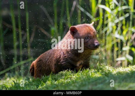 Speothos venaticus chien Bush (canidés) originaire d'Amérique centrale et du Sud Banque D'Images