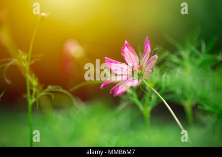 Belle fleur pleine nature de Cosmos bipinnatus avec lumière du soleil du matin Banque D'Images