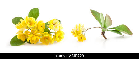 Fleurs de barberries avec des feuilles isolées sur fond blanc Banque D'Images