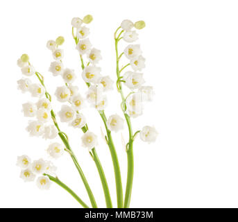 Le muguet isolé sur fond blanc Banque D'Images