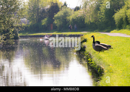 Deux oies sur la banque de Leeds et Liverpool canal dans Blackburn, Lancashire Banque D'Images