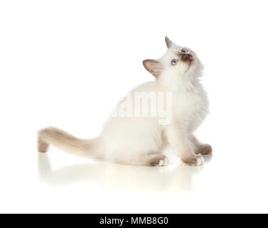 Joli chaton, chat sacré de Birmanie sur fond blanc Banque D'Images