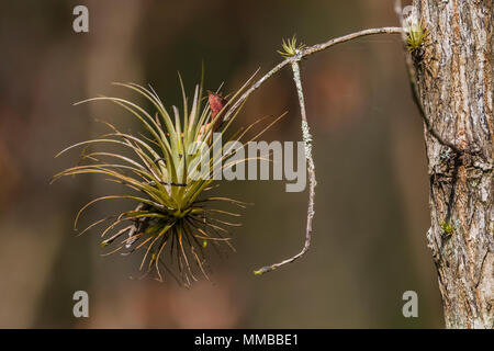 Airplant géant, Tillandsia fasciculata, alias le Cardinal Airplant, un épiphyte et bromélia qui absorbe l'eau et des nutriments dans ses feuilles, dans Everg Banque D'Images