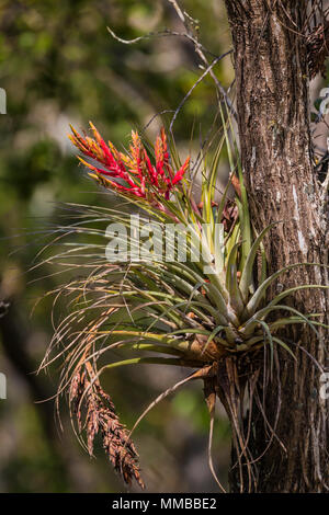 Airplant géant, Tillandsia fasciculata, alias le Cardinal Airplant, un épiphyte et bromélia qui absorbe l'eau et des nutriments dans ses feuilles, dans Everg Banque D'Images