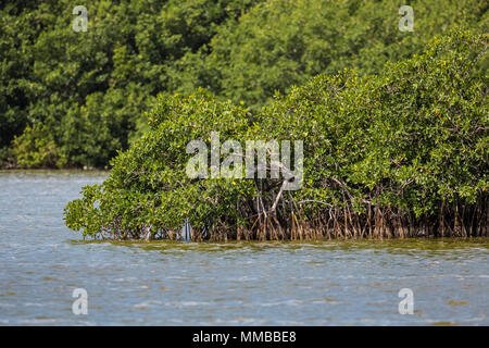 Red Mangrove, Rhizophora mangle, arbres avec un enchevêtrement de racines qui résistent à l'eau salée de la marée, dans le parc national des Everglades, Florida, USA Banque D'Images
