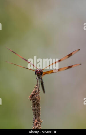 Fanion Halloween libellule, Celithemis eponina, perché sur une branche au bord d'une zone humide dans le parc national des Everglades, Florida, USA Banque D'Images
