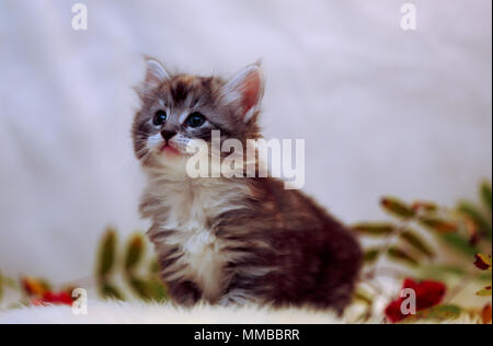 Chat norvégien chaton avec rowan berries et peau de moutons Banque D'Images