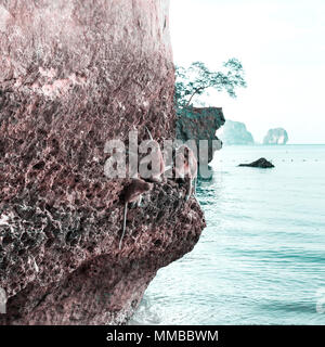 Singe sur un rocher sur la plage en Thaïlande Banque D'Images