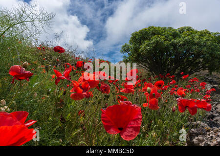 Champ de coquelicots et de bush dans l'arrière-plan Banque D'Images