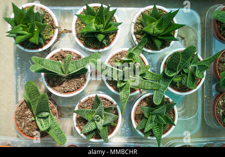 Groupe de petits pots de plantes succulentes dans plastical dans un jardin intérieur. Banque D'Images