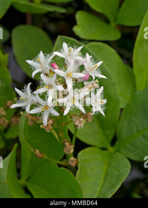 Bogbean Menyanthes trifoliata Banque D'Images