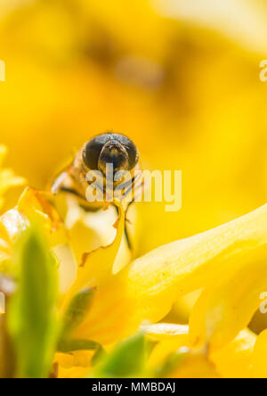 Un plan macro sur un hoverfly assis dans un forsythia bush. Banque D'Images