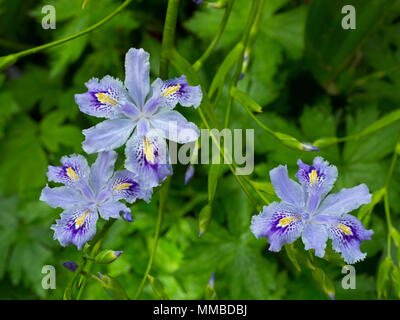 Iris confusa également connu sous le nom de iris Bambou Banque D'Images