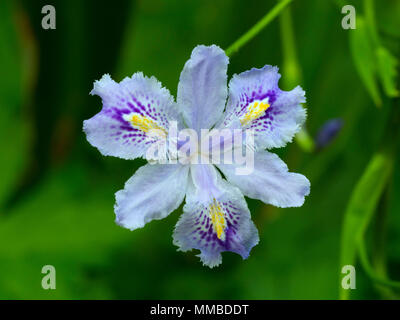 Iris confusa également connu sous le nom de iris Bambou Banque D'Images