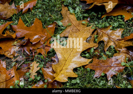 Close up de feuilles mortes humides Banque D'Images