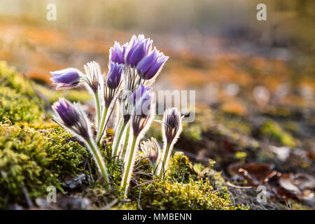 Printemps Fleurs Anémone pulsatille. La saison de printemps. Belles fleurs violettes fleurs Banque D'Images