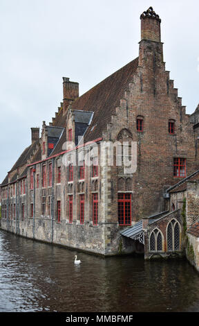 Un cygne muet nage sereinement passé une vieille maison sur le canal de Bruges Banque D'Images