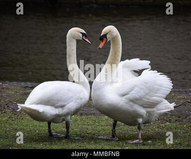 Une paire de Cygnes tuberculés par le canal de Bruges Banque D'Images