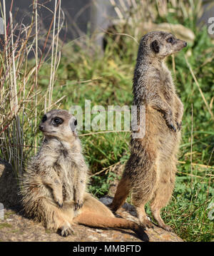 Une paire de suricates - l'un est assis, l'un des bains de soleil sur Lookout Banque D'Images
