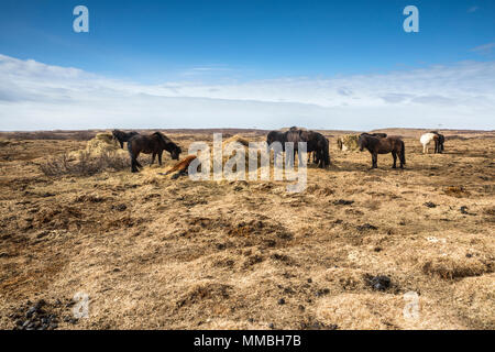 Islande chevaux sur la prairie Banque D'Images