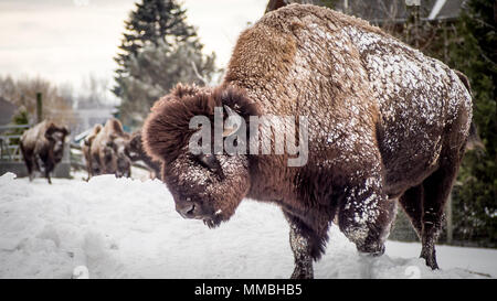 Entouré de montagnes enneigées Banque D'Images