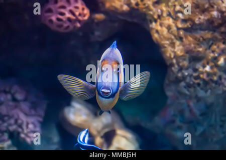 Imiter un poisson et tang cleaner wrasse piscine à l'avant de l'aquarium avec différentes couleurs de corail en vue Banque D'Images