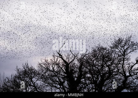 Un murmuration d'étourneaux, un spectaculaire écran de voltige d'un grand nombre d'oiseaux en vol au crépuscule sur la cime des arbres. Banque D'Images