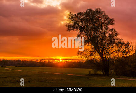 Belle et spectaculaire coucher de soleil dans la campagne avec une silhouette d'arbre sur un jour nuageux du début de l'automne, Alsace, France. Banque D'Images