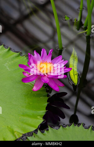 Une belle photographie de la Nymphaea hybride, nénuphars, fleur Banque D'Images