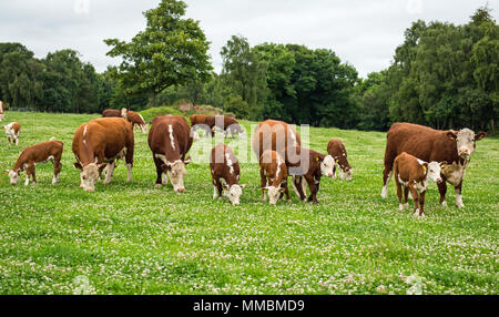 Hereford vaches et veaux pâturage sur un pâturage riche en Afrique du Northumberland. Banque D'Images