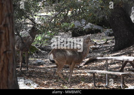 Un couple d'Black-Tailed Deer cower comme un Bobcat promenades dans les rochers juste hors du châssis. Pris dans Yosemite Valley, CA Banque D'Images