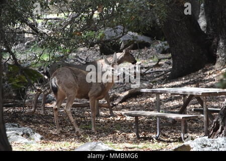 Un couple d'Black-Tailed Deer cower comme un Bobcat promenades dans les rochers juste hors du châssis. Pris dans Yosemite Valley, CA Banque D'Images