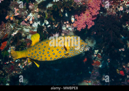 Ostracion cubicus boxfish [Jaune]. L'Egypte, Mer Rouge. Banque D'Images