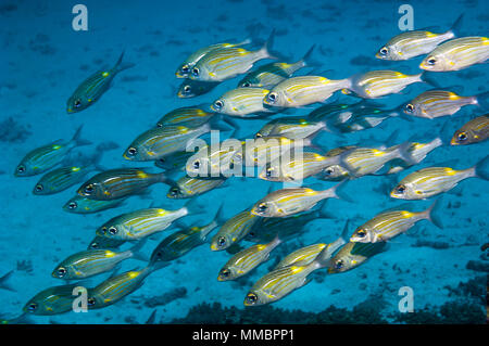 Goldspot la dorade ou daurade à gros yeux rayé [Gnathodentex aureolineatus], une espèce de Emperore, école sur les récifs coralliens. Les Maldives. De l'Océan indien. Banque D'Images