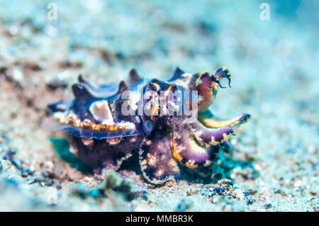 La seiche flamboyante du Pfeffer [Metasepia] pferreri. Ambon en Indonésie. Banque D'Images