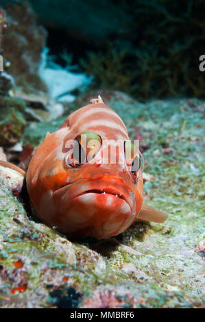 Redbanded Blacktip ou mérou le mérou Epinephelus fasciatus []. La Thaïlande, la mer d'Andaman. Banque D'Images