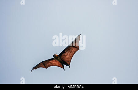 Indian flying fox (Pteropus giganteus) dans la région de Kandy, Sri Lanka Banque D'Images