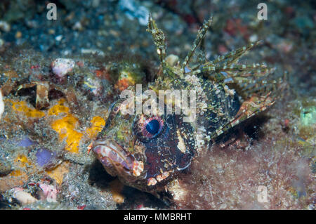 Dendrochirus brachypterus poisson lion [taupes]. Détroit de Lembeh, au nord de Sulawesi, Indonésie. Banque D'Images